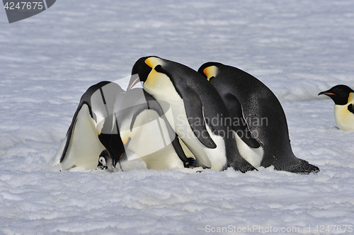 Image of Emperor Penguins with chick