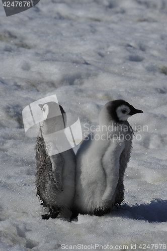 Image of Emperor Penguin chicks in Antarctica