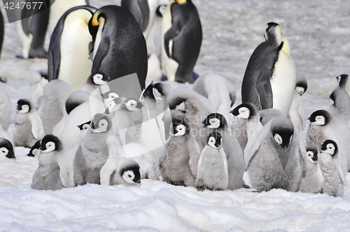 Image of Emperor Penguins with chicks