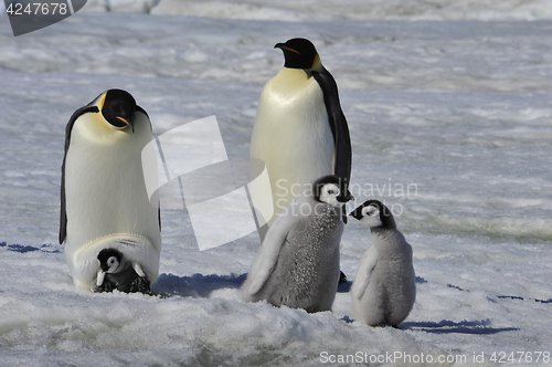 Image of Emperor Penguins with chicks