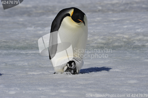 Image of Emperor Penguin with chick