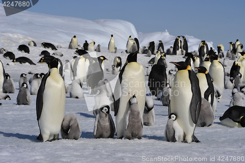 Image of Emperor Penguins with chicks