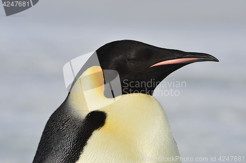 Image of Emperor Penguin on the snow