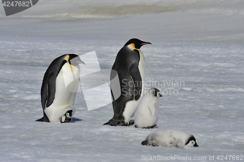 Image of Emperor Penguins with chicks