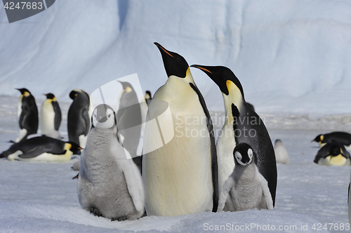 Image of Emperor Penguins with chicks