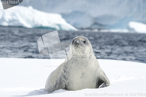 Image of Crabeater seal on the ice.