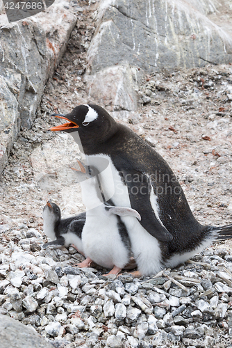 Image of Adult Gentoo penguiN with chick.