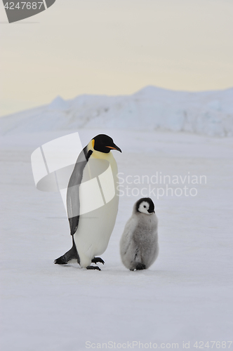 Image of Emperor Penguin with chick