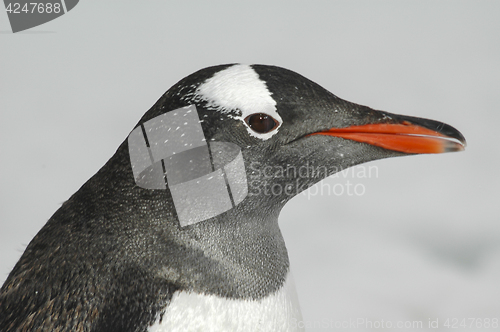 Image of Gentoo Penguin close up