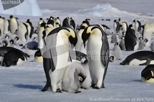 Image of Emperor Penguins with chicks