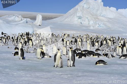 Image of Emperor Penguins with chicks