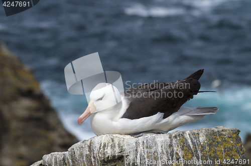 Image of Black browed albatross Saunders Island