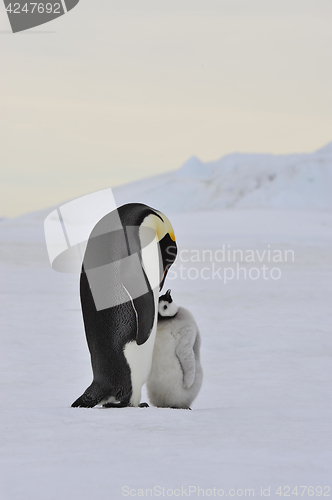 Image of Emperor Penguin with chick