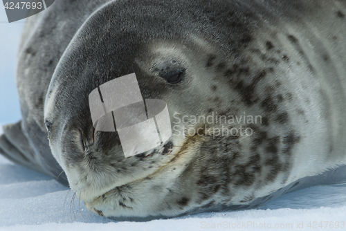 Image of Leopard Seal on Ice Floe