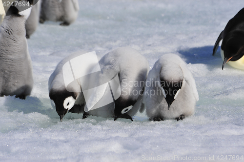 Image of Emperor Penguin chicks in Antarctica