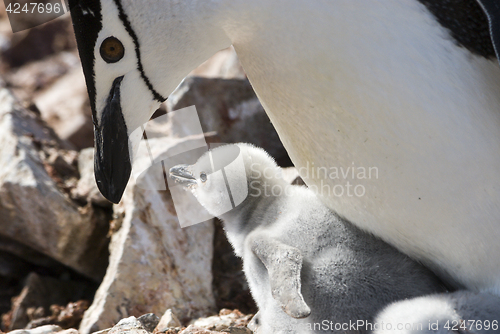 Image of Chinstrap penguin feeding chick