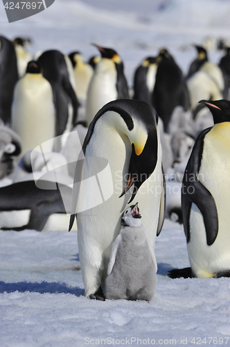 Image of Emperor Penguins with chicks