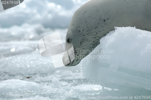 Image of Crabeater seals on the ice.