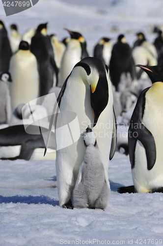 Image of Emperor Penguins with chicks