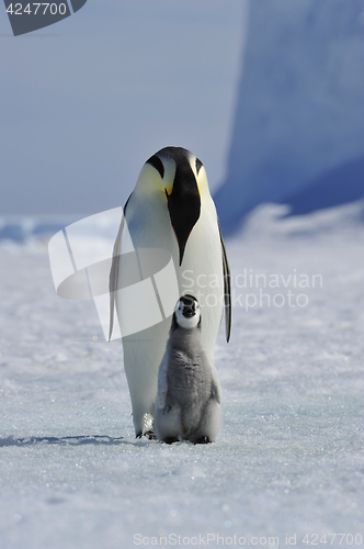 Image of Emperor Penguin with chick