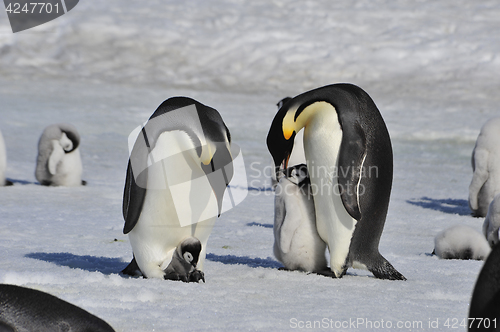 Image of Emperor Penguins with chicks