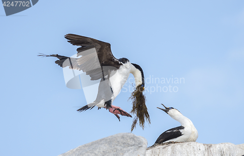 Image of Antarctic Shag on the nest