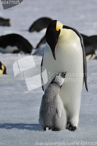 Image of Emperor Penguins with chicks