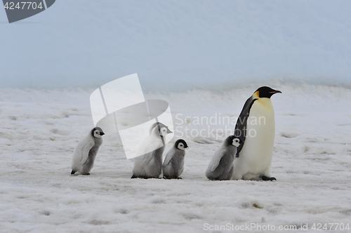 Image of Emperor Penguins with chicks