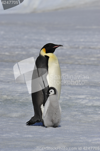 Image of Emperor Penguin with chick