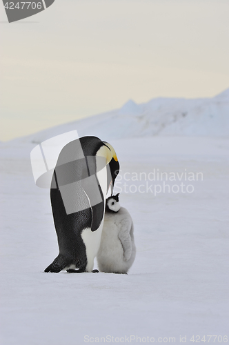 Image of Emperor Penguin with chick