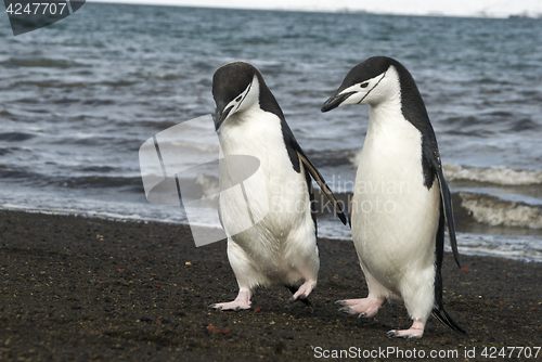 Image of Chinstrap Penguin on the beach