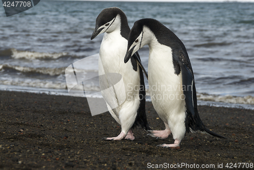 Image of Chinstrap Penguin on the beach