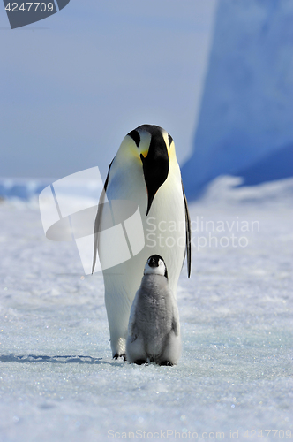 Image of Emperor Penguin with chick