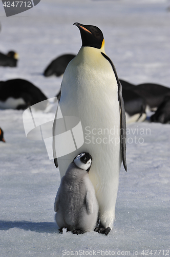 Image of Emperor Penguins with chicks