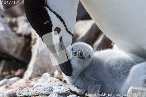 Image of Chinstrap penguin feeding chick