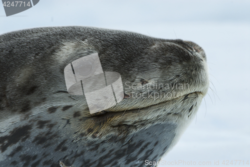 Image of Leopard Seal on Ice Floe