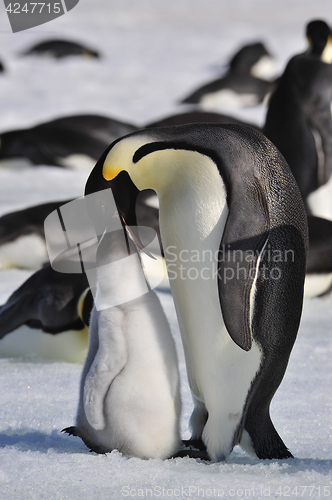 Image of Emperor Penguins with chicks