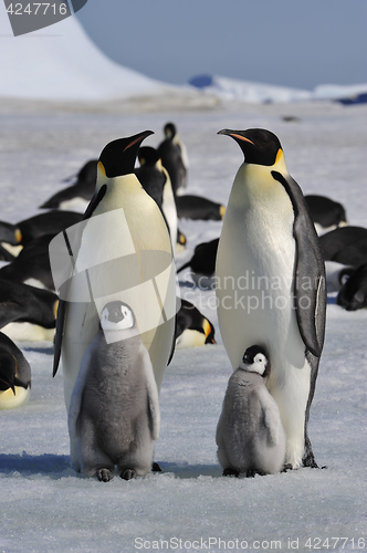 Image of Emperor Penguins with chicks