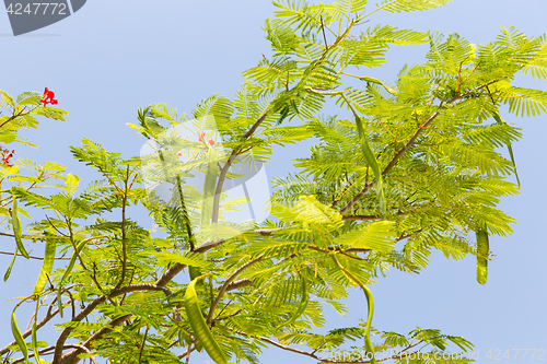 Image of delonix regia or flame tree outdoors