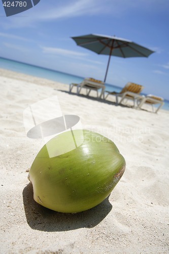 Image of Coco on the Beach