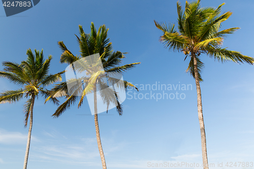 Image of palm trees and blue sky