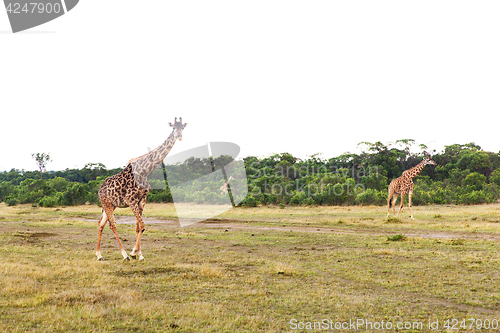 Image of group of giraffes walking along savannah at africa