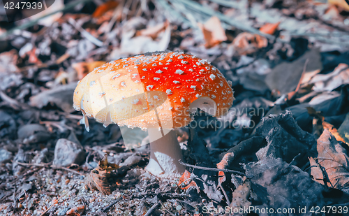 Image of Mushroom Amanita Closeup 