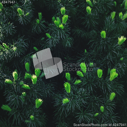 Image of Background of Coniferous Branches
