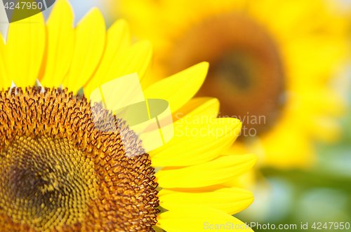 Image of Yellow Sunflower field
