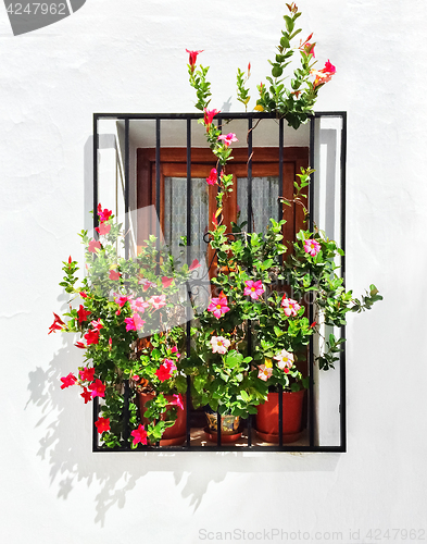 Image of Blooming mallows decorating the window of a white house