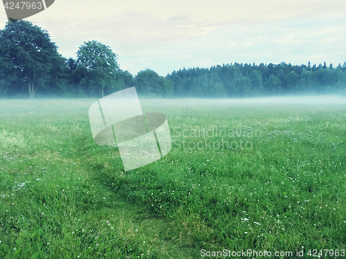 Image of Path in a misty green meadow