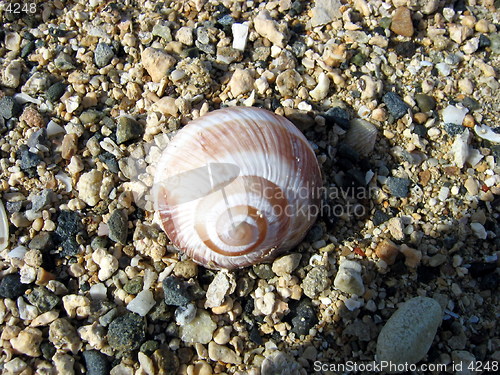 Image of Lonely shell