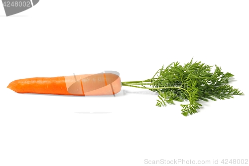 Image of Fresh carrot on white