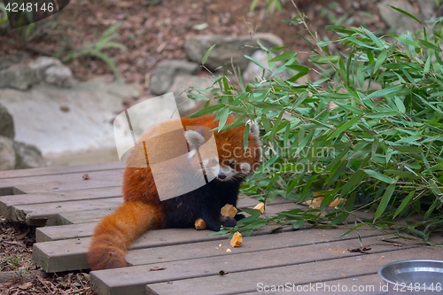 Image of Red panda eating bamboo